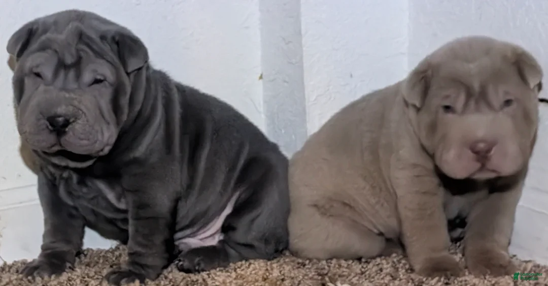 Shar Pei dogs for sale: Baby Blue Boy 1 - Ad 2