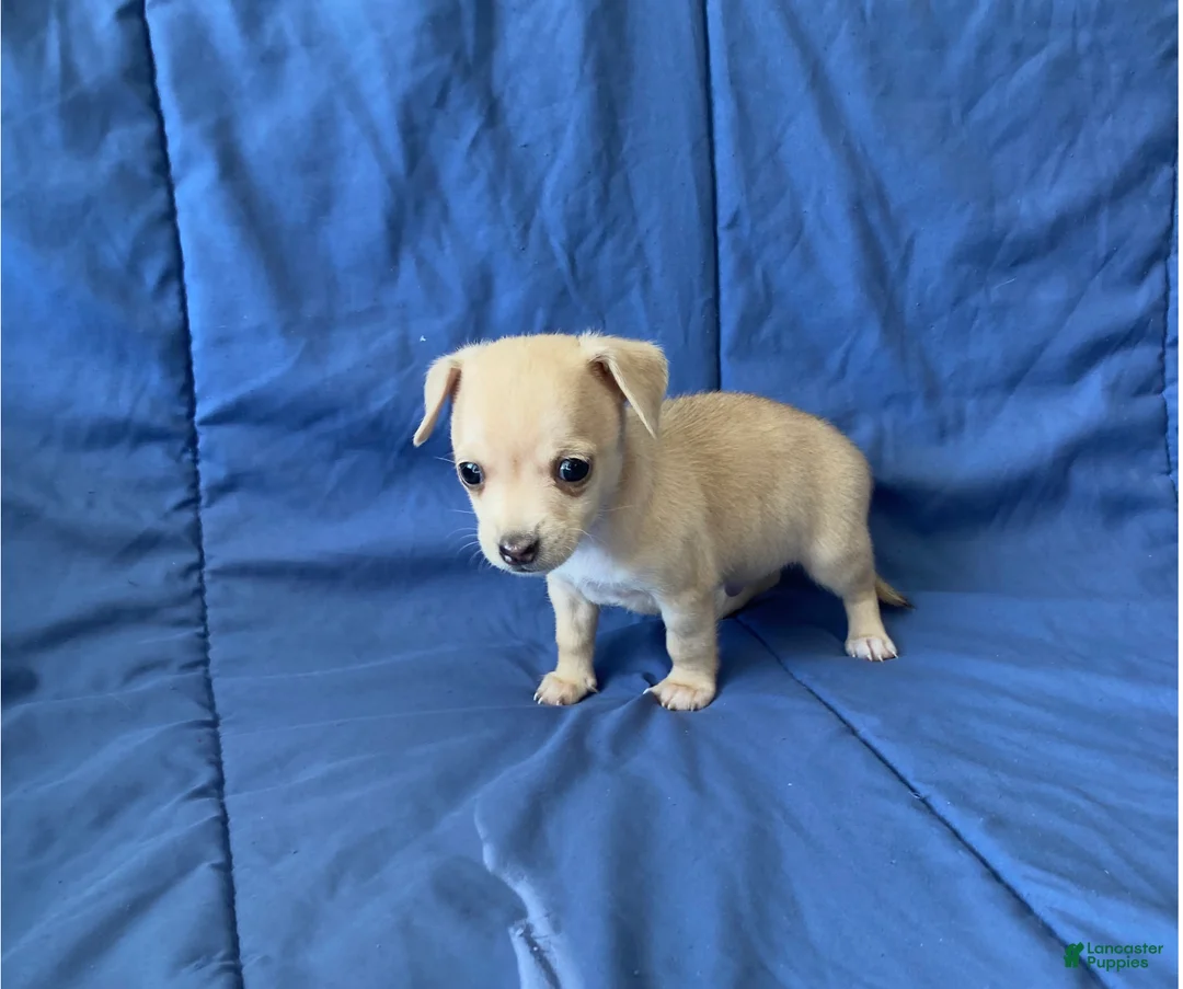 Chihuahua dogs for sale: Remy - Ad 8