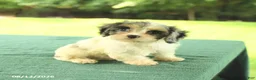 Cavapoo dogs for sale: Miles - Ad 4