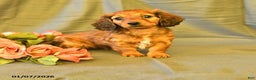 Miniature Dachshund dogs for sale: Francine - Ad 1
