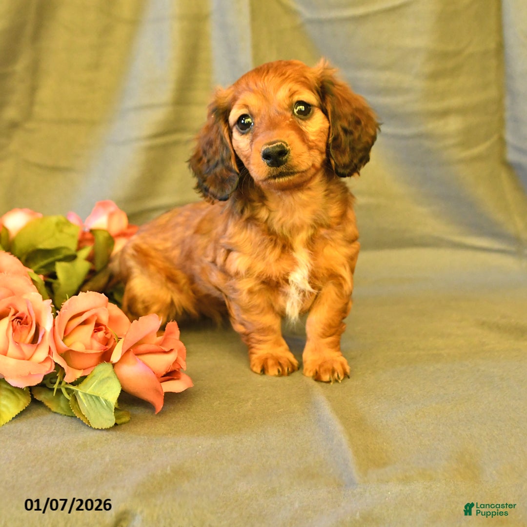 Miniature Dachshund dogs for sale: Francine - Ad 1