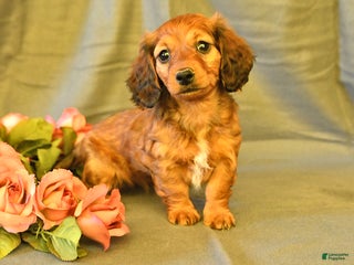 Miniature Dachshund dogs Francine - Ad 39