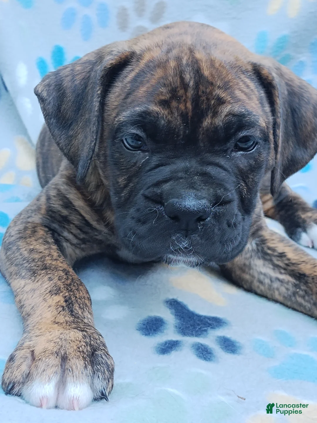 Boxer dogs for sale: Boxer Puppy 2 - Ad 1