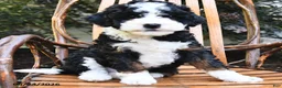 Mini Bernedoodle dogs for sale: Midnight - Ad 4