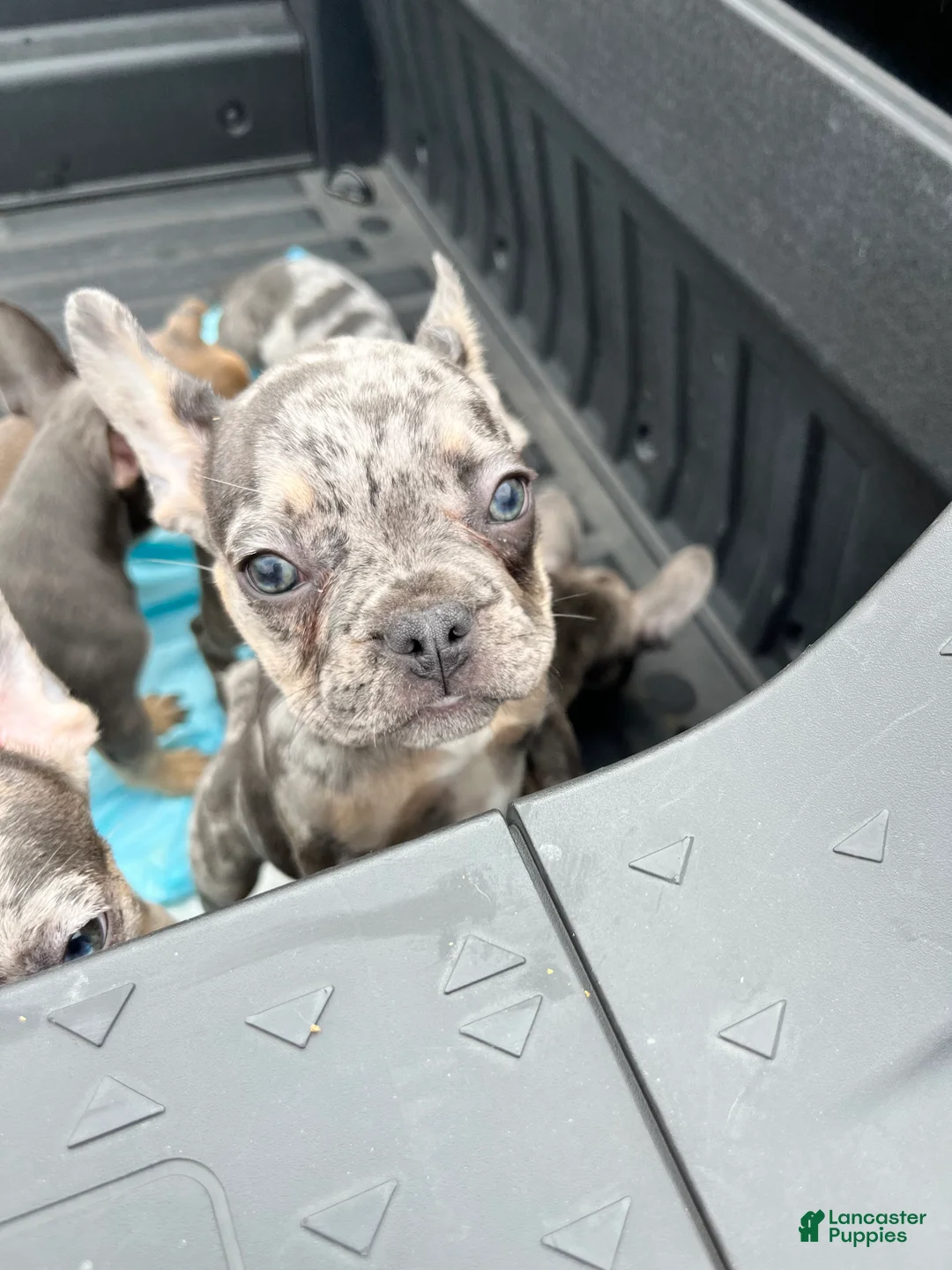 French Bulldog dogs for sale: French Bulldog Puppy 2 - Ad 2