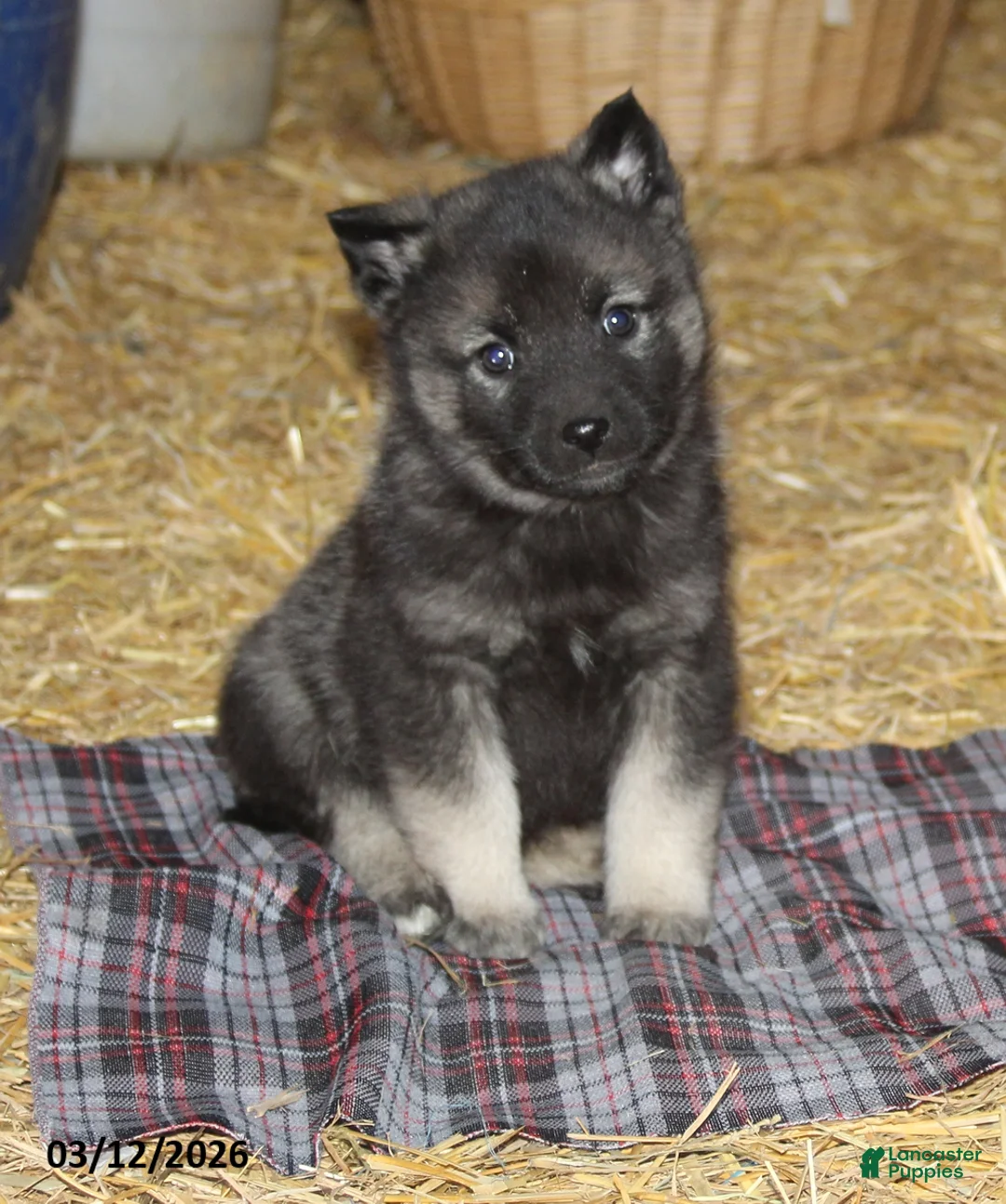 Norwegian Elkhound dogs for sale: Colby - Ad 1