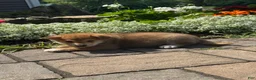 Shiba Inu dogs for sale: Indio - Ad 4
