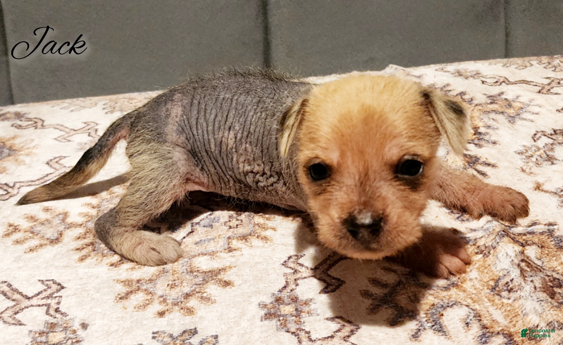 Mixed Breed dogs for sale: Jack - Ad 2
