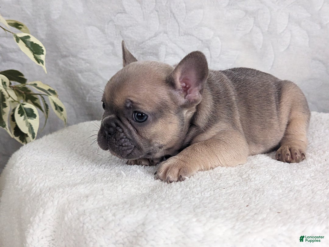 French Bulldog dogs for sale: Sparkle - Ad 2
