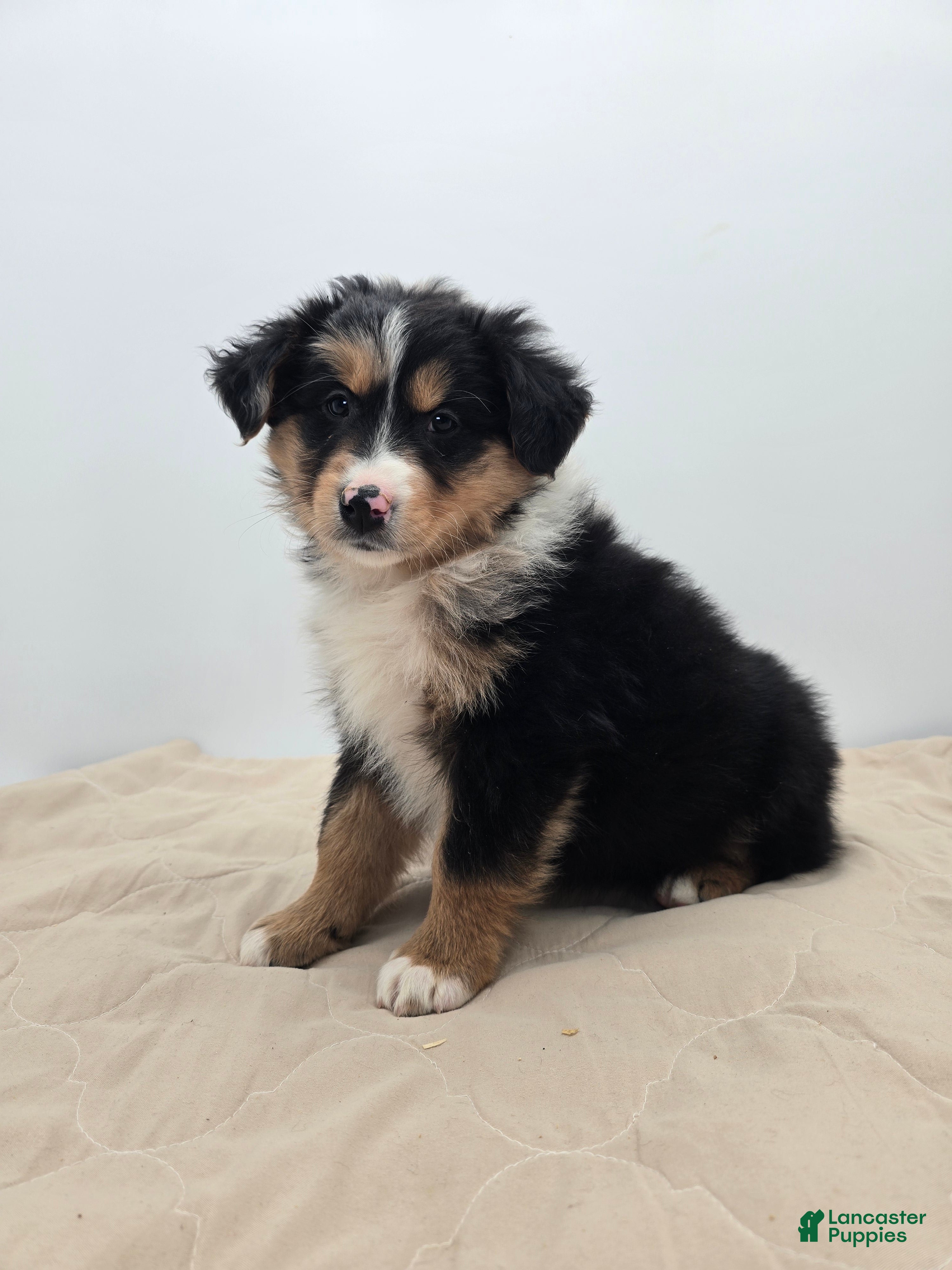 Australian Shepherd dogs Ranger - Ad 1