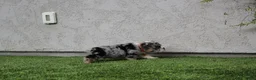 English Bulldog dogs for sale: English Bulldog 1 - Ad 8