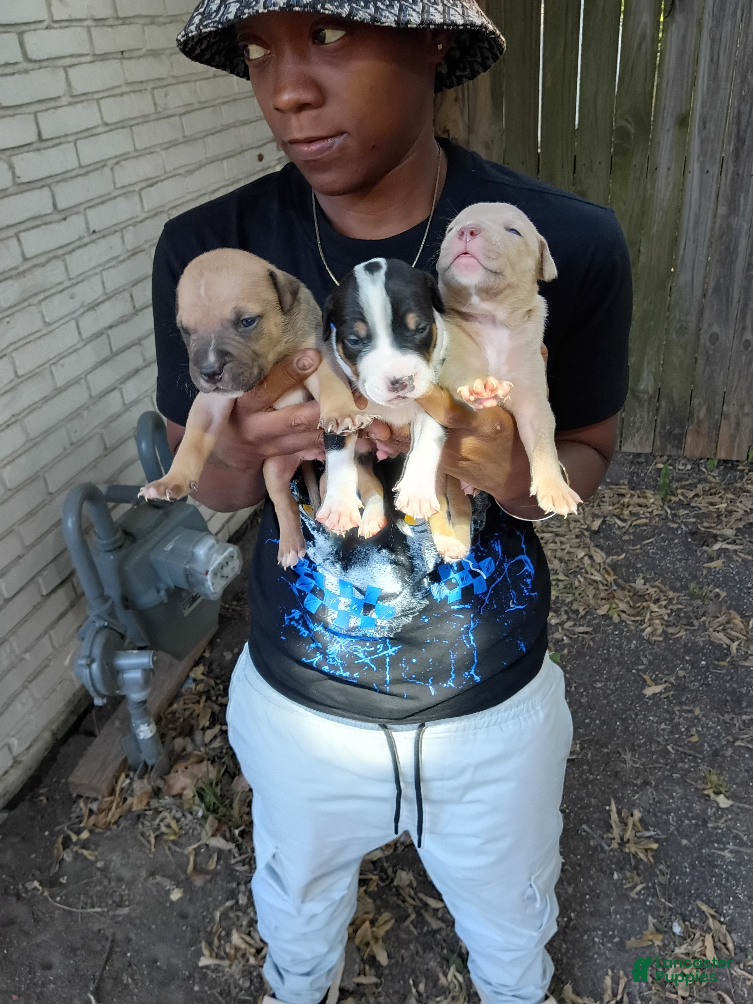 Mixed Breed dogs Mixed Breed 1 - Ad 30