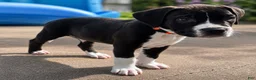 Mixed Breed dogs for sale: American Corso Orange collar - Ad 3