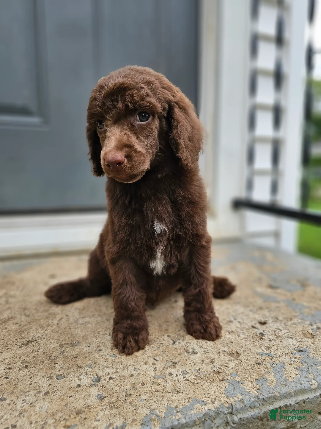 Standard Poodle dogs for sale: Jim Halpert - Ad 1