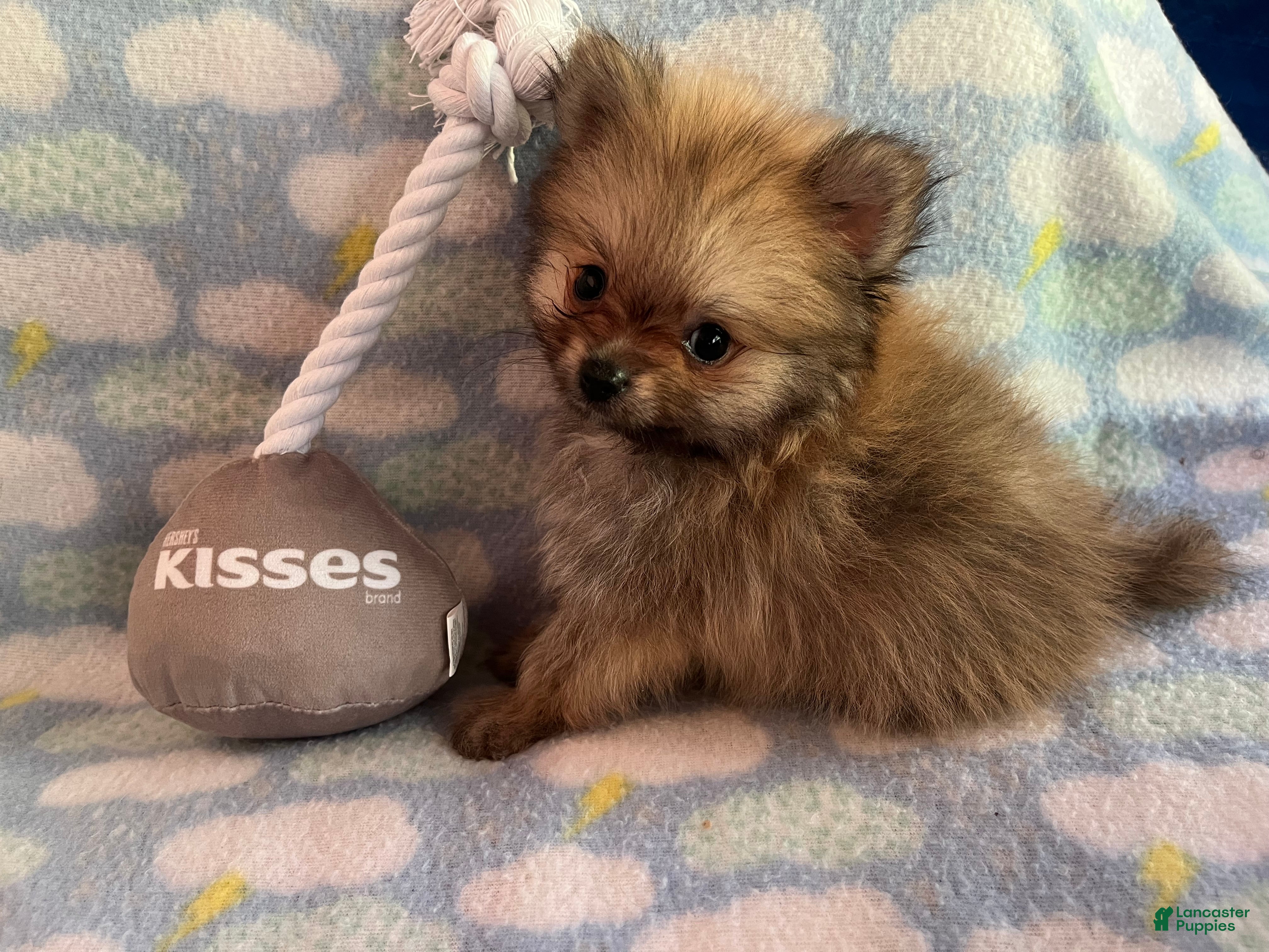 Pomeranian dogs for sale: READY NOW Creme Sable - Junior B3 - Ad 1
