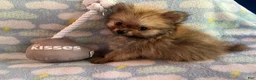 Pomeranian dogs for sale: READY NOW Creme Sable - Junior B3 - Ad 1