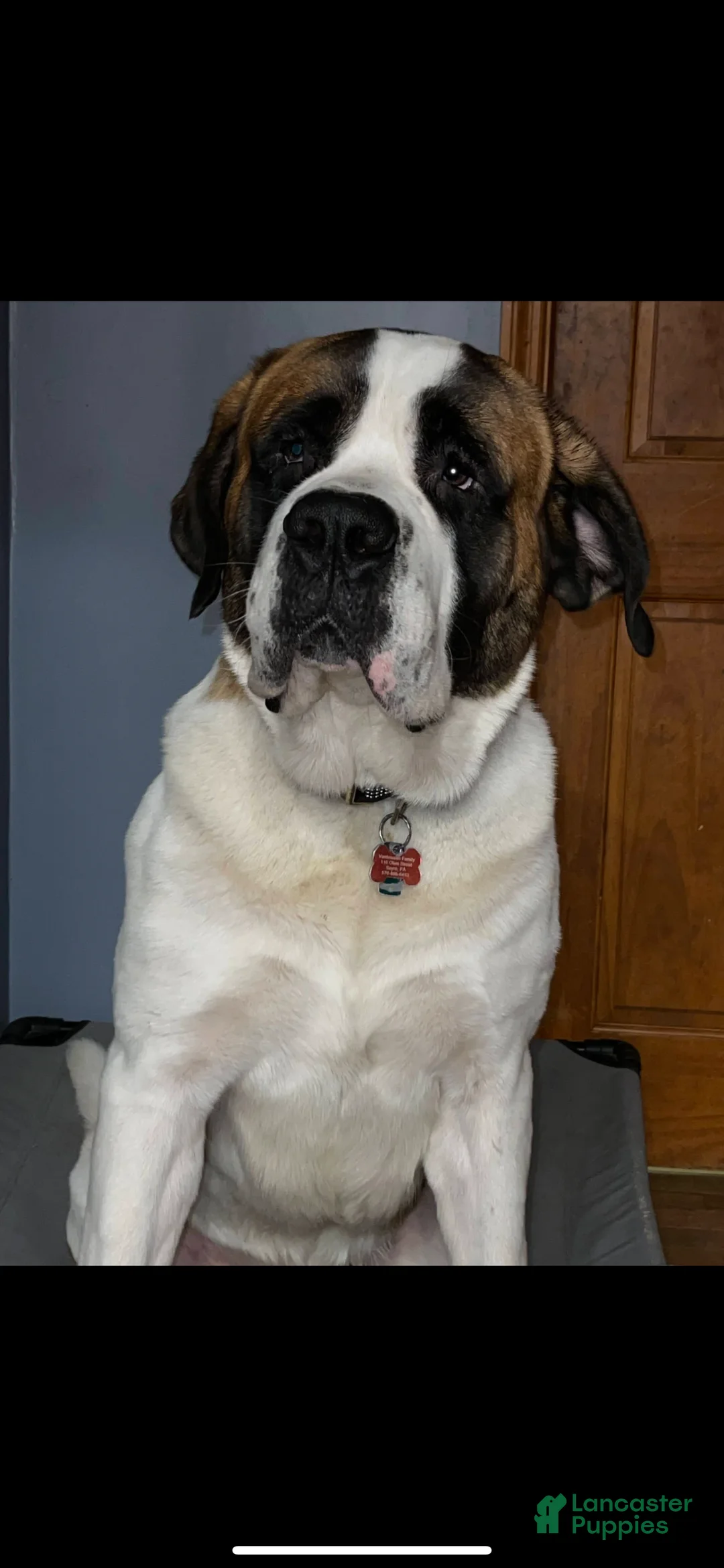 Mixed Breed dogs for sale: Jenna - Ad 3