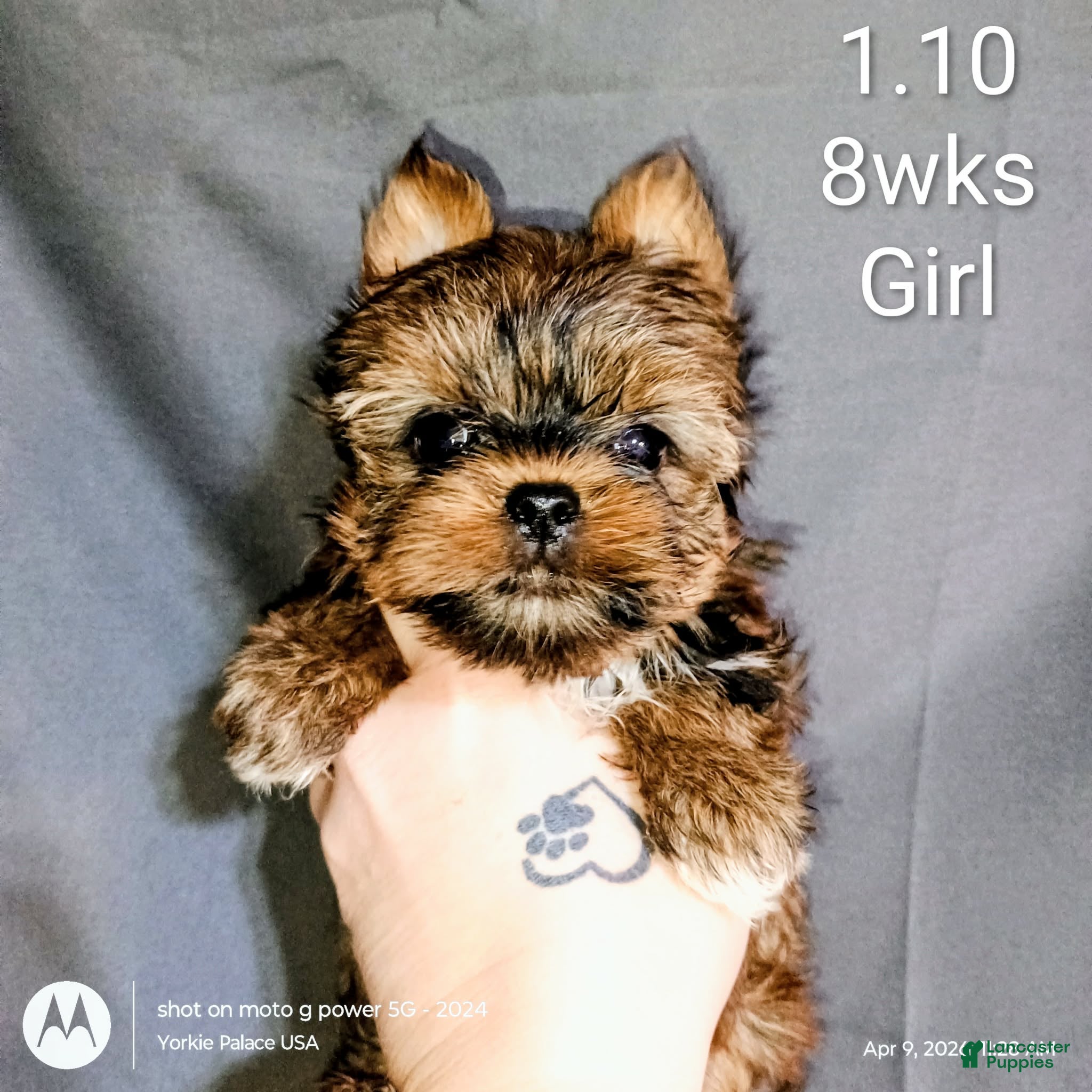 Yorkshire Terrier dogs Yorkshire puppy 1 is a female - Ad 20