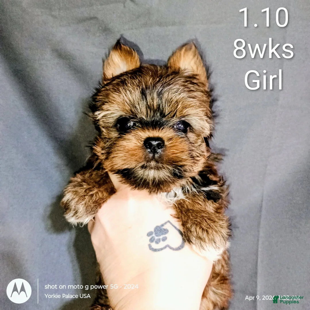Yorkshire Terrier dogs for sale: Yorkshire puppy 1 is a female - Ad 1
