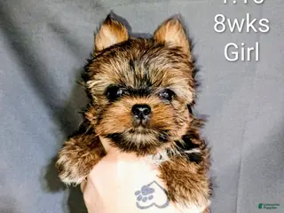 Yorkshire Terrier dogs Yorkshire puppy 1 is a female - Ad 20