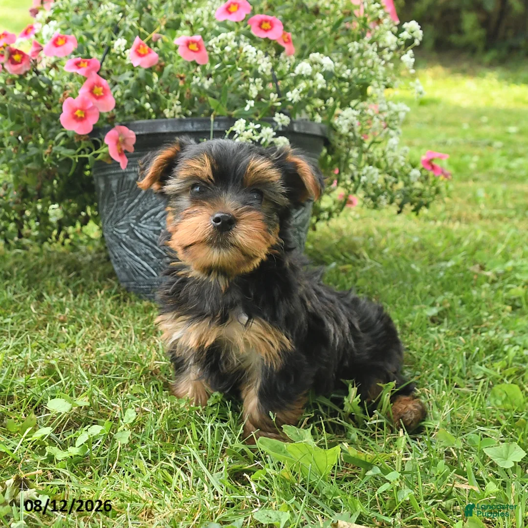 Yorkshire Terrier dogs for sale: Micky - Ad 2