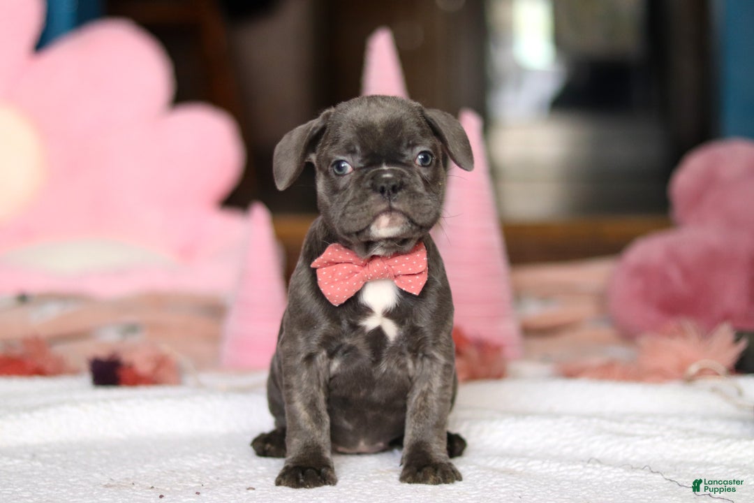 French Bulldog dogs for sale: Jenna - Ad 2