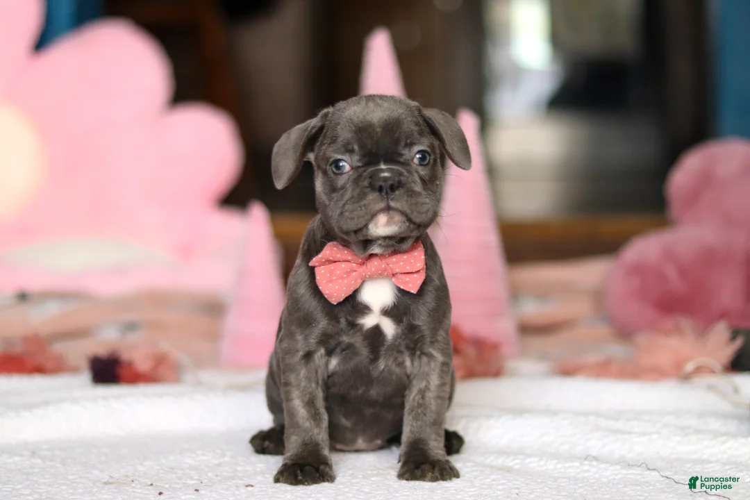 French Bulldog dogs for sale: Jenna - Ad 2