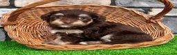 Havapoo dogs for sale: Tommy - Ad 5