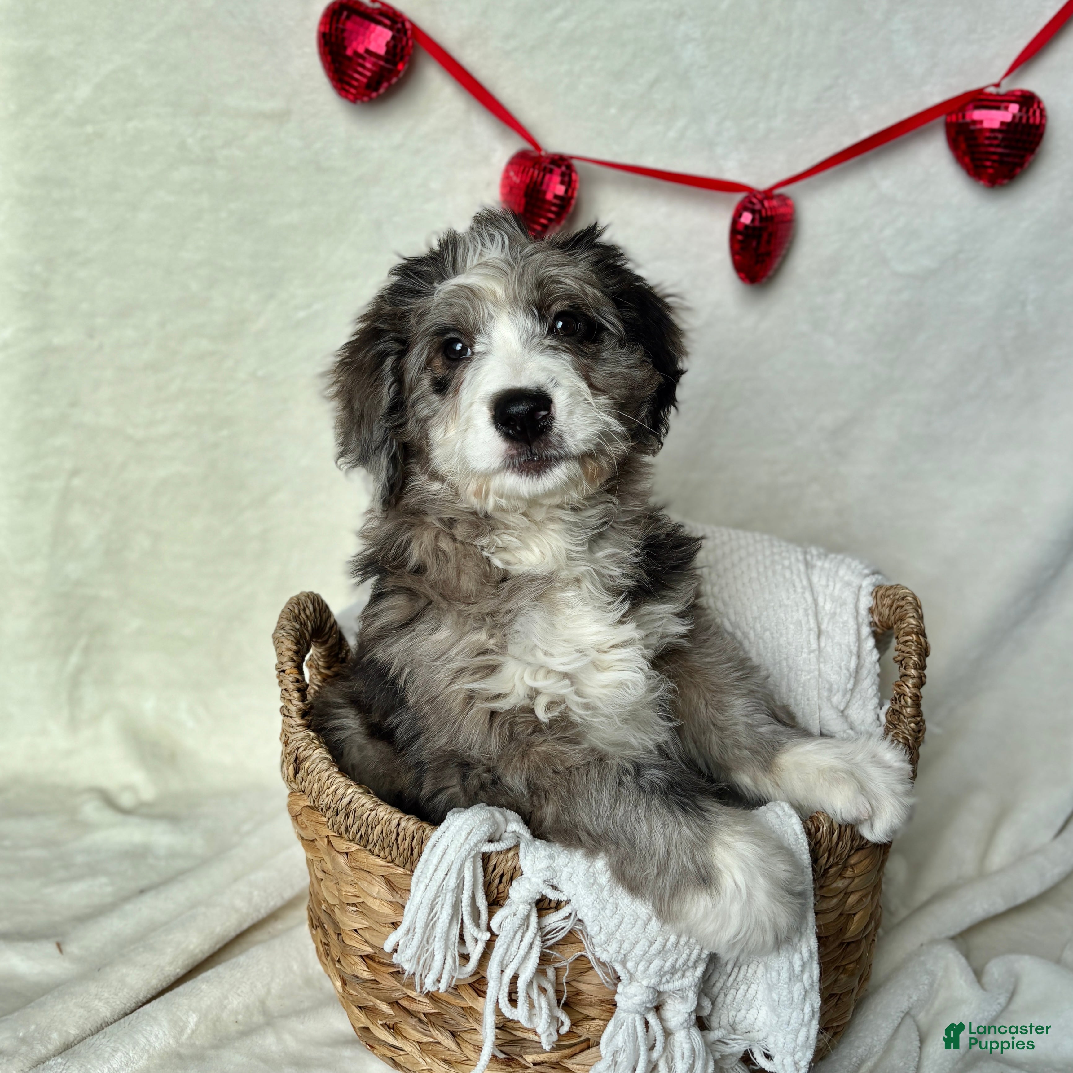 Bernedoodle dogs Rocky (Updated pictures!) - Ad 2