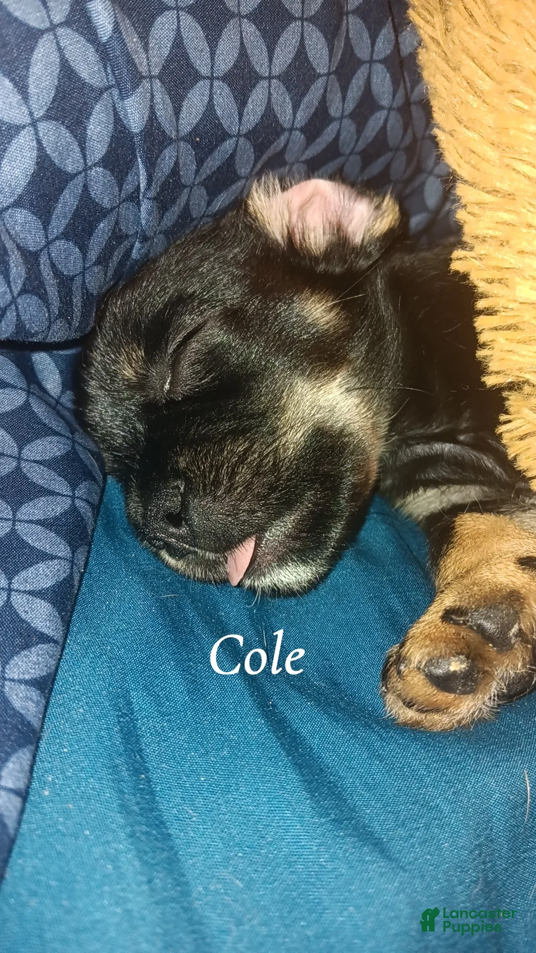 Mixed Breed dogs for sale: Cole  - Ad 2