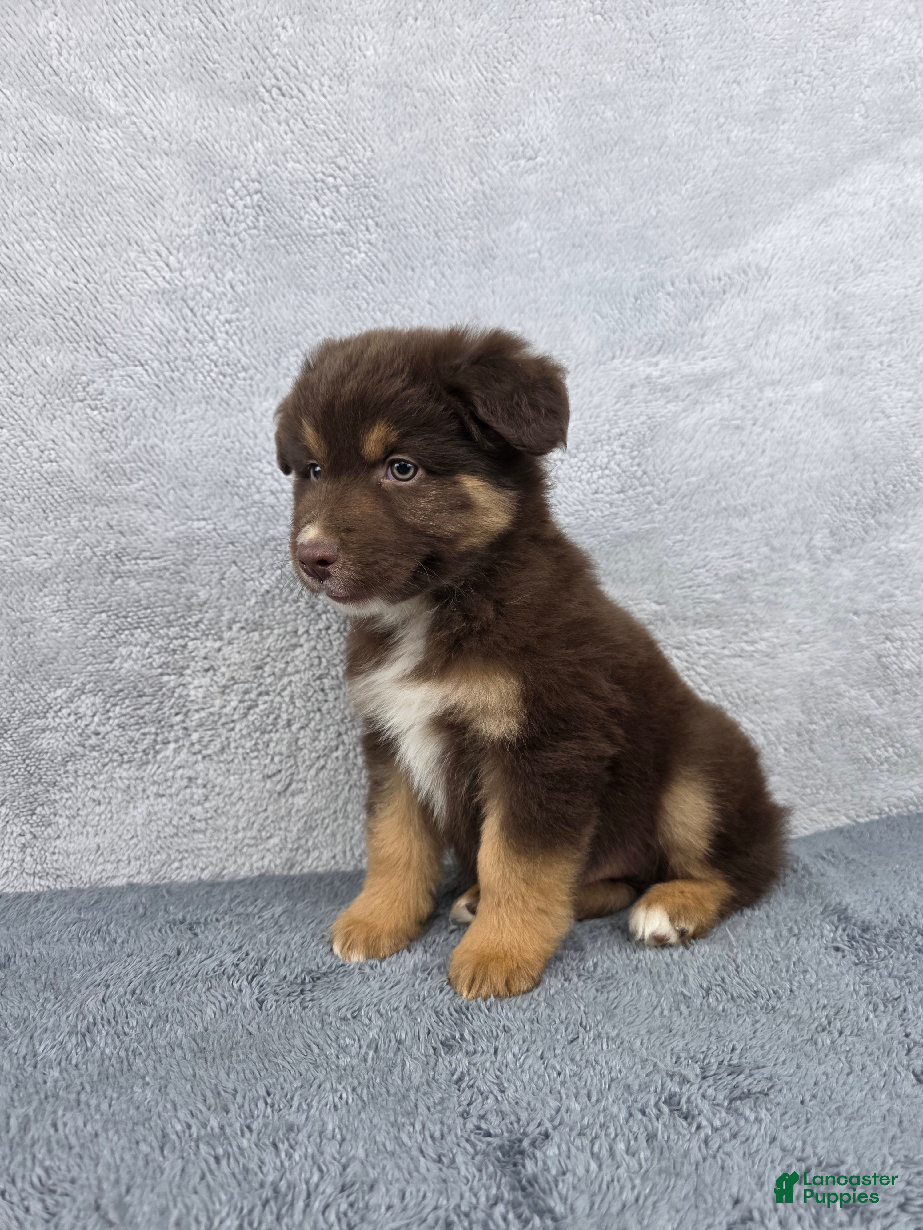 Miniature Australian Shepherd dogs Cash - Ad 2