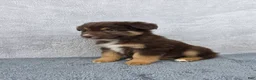 Miniature Australian Shepherd dogs for sale: Cash - Ad 2
