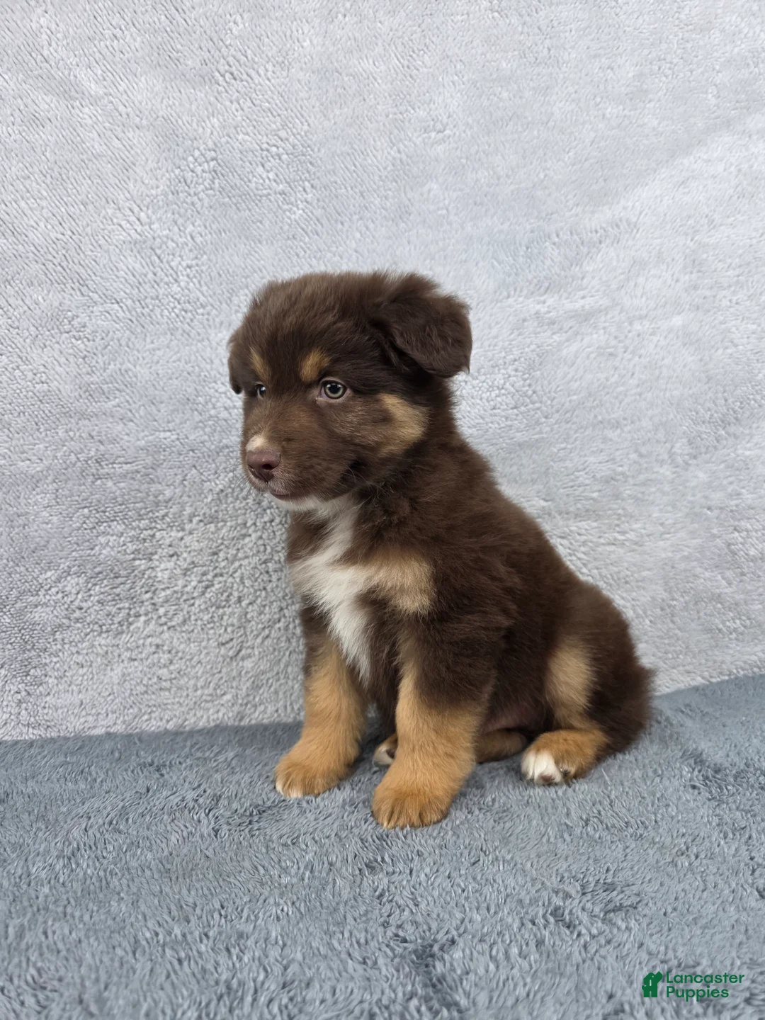 Miniature Australian Shepherd dogs for sale: Cash - Ad 2