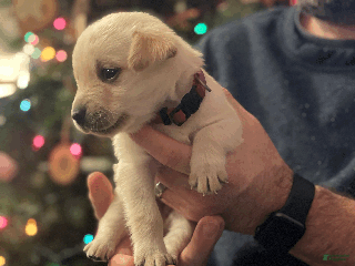 Labrador Retriever dogs Algonquin-red collar - Ad 8