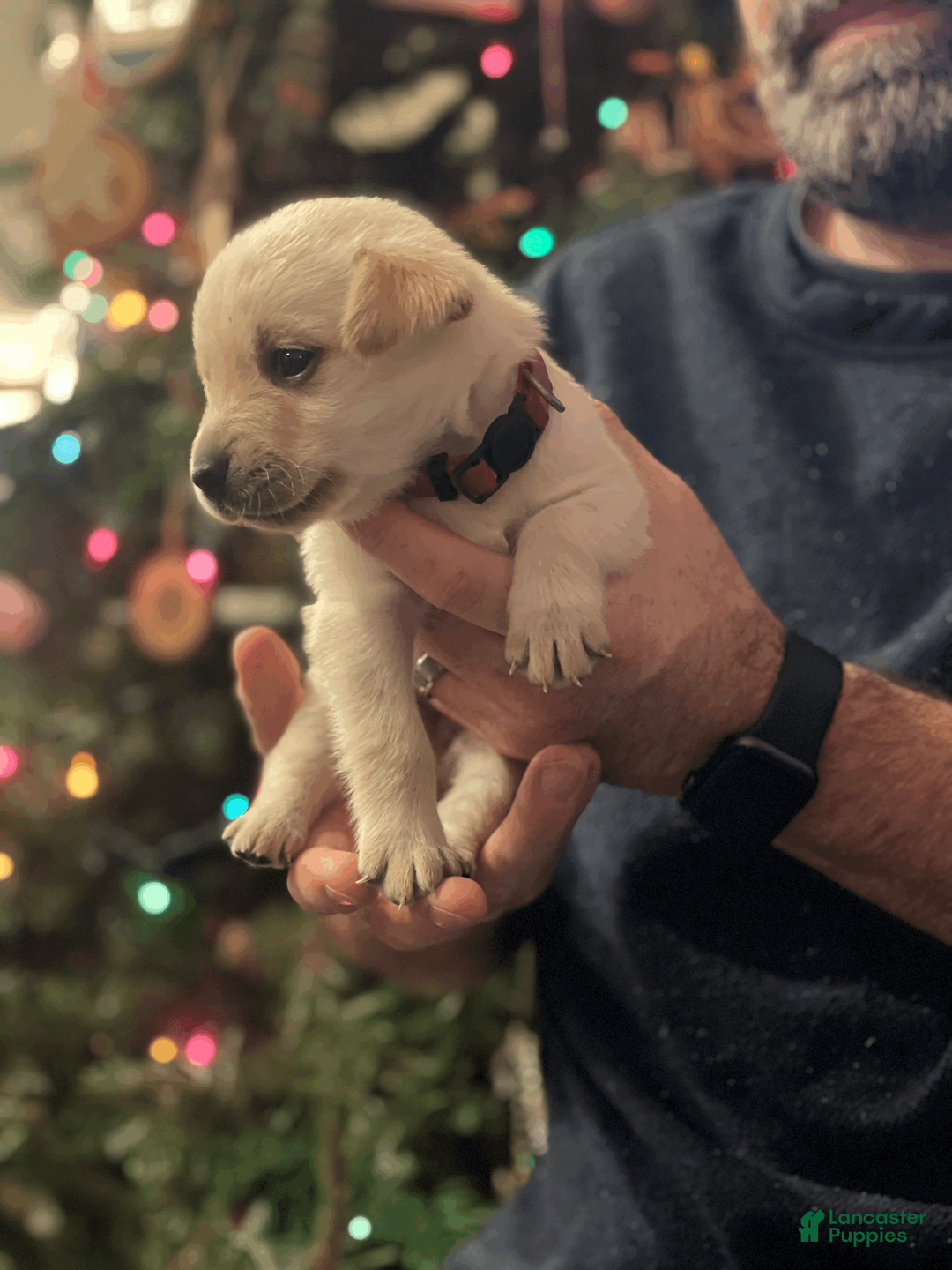 Labrador Retriever dogs for sale: Algonquin-red collar - Ad 1