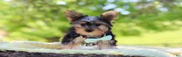 Yorkshire Terrier dogs for sale: Ollie - Ad 4