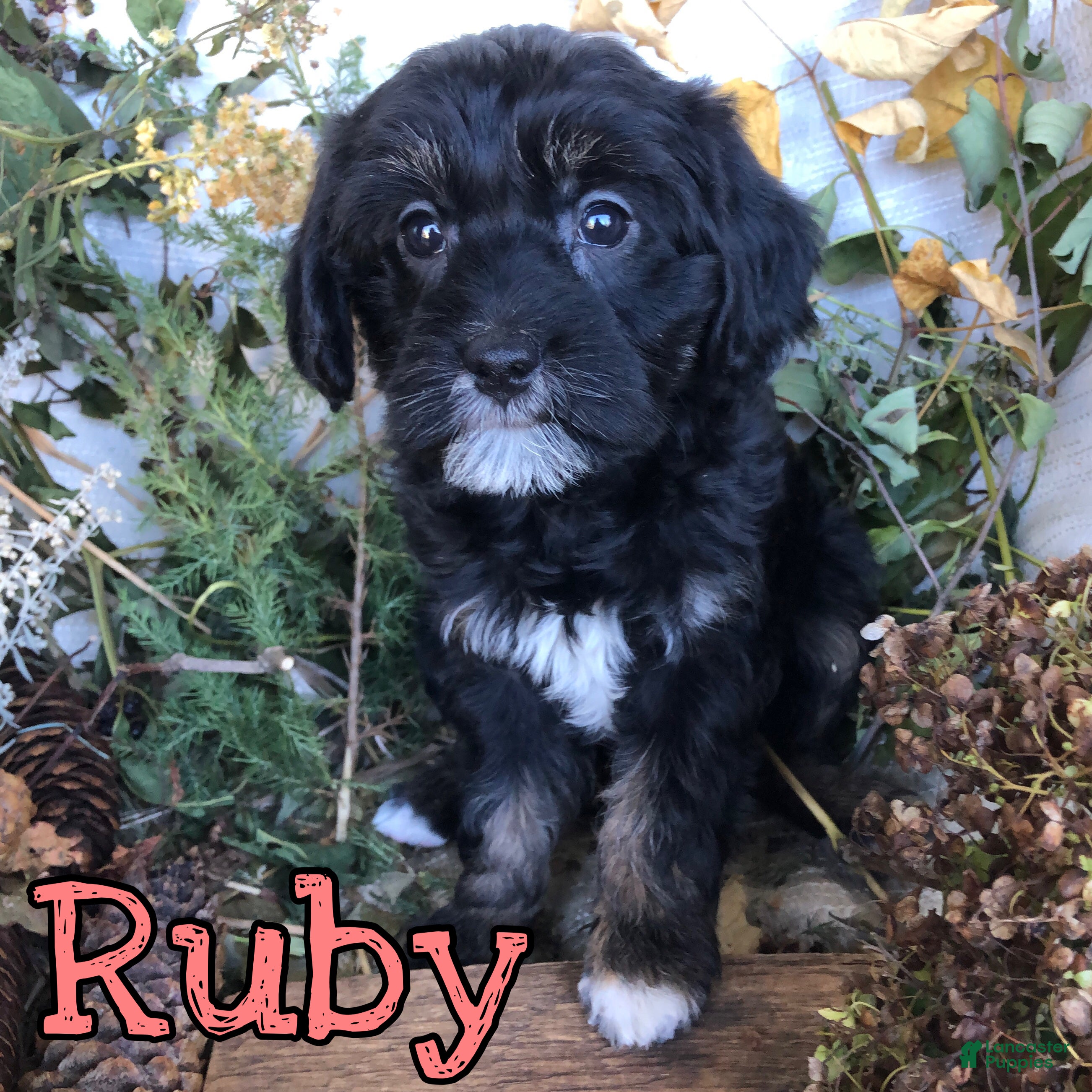 Mixed Breed dogs for sale: Mixed Breed 4 - Ad 38