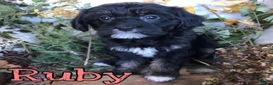 Mixed Breed 4
