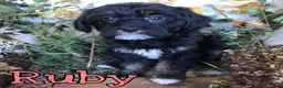 Mixed Breed dogs for sale: Mixed Breed 4 - Ad 1