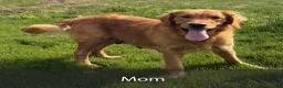 Golden Retriever dogs for sale: Hailey - Ad 9