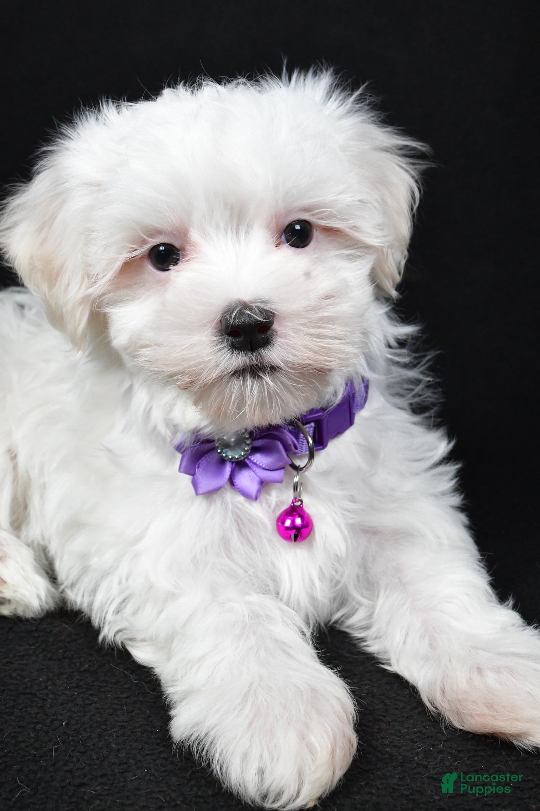 Maltese dogs for sale: Jackie - Ad 2