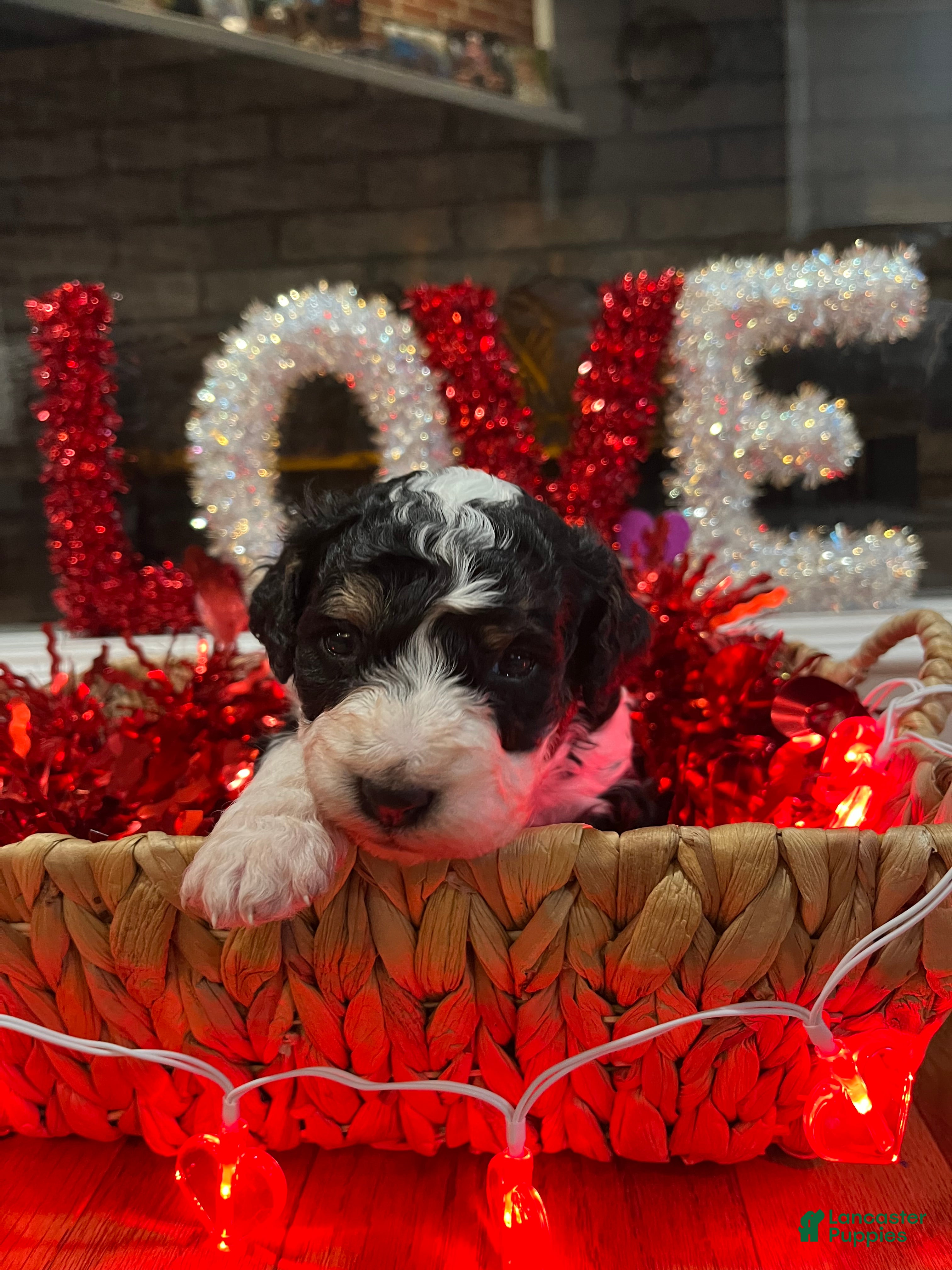 Mini Bernedoodle dogs Brandy - Ad 33