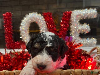 Mini Bernedoodle dogs Brandy - Ad 41