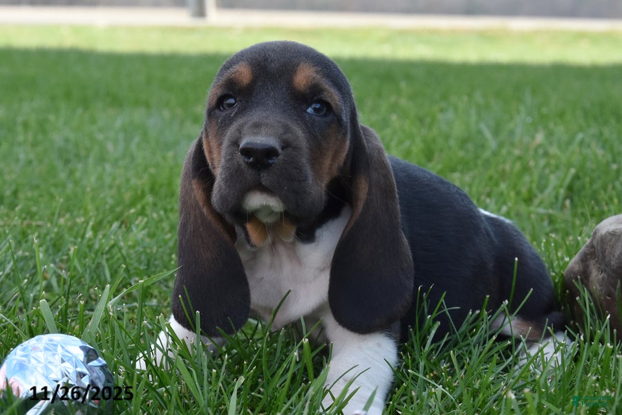 Basset Hound dogs Parker - Ad 9