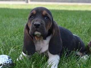 Basset Hound dogs Parker - Ad 15