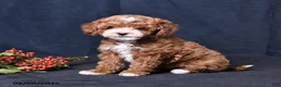 Toy Poodle dogs for sale: Nala - Ad 4