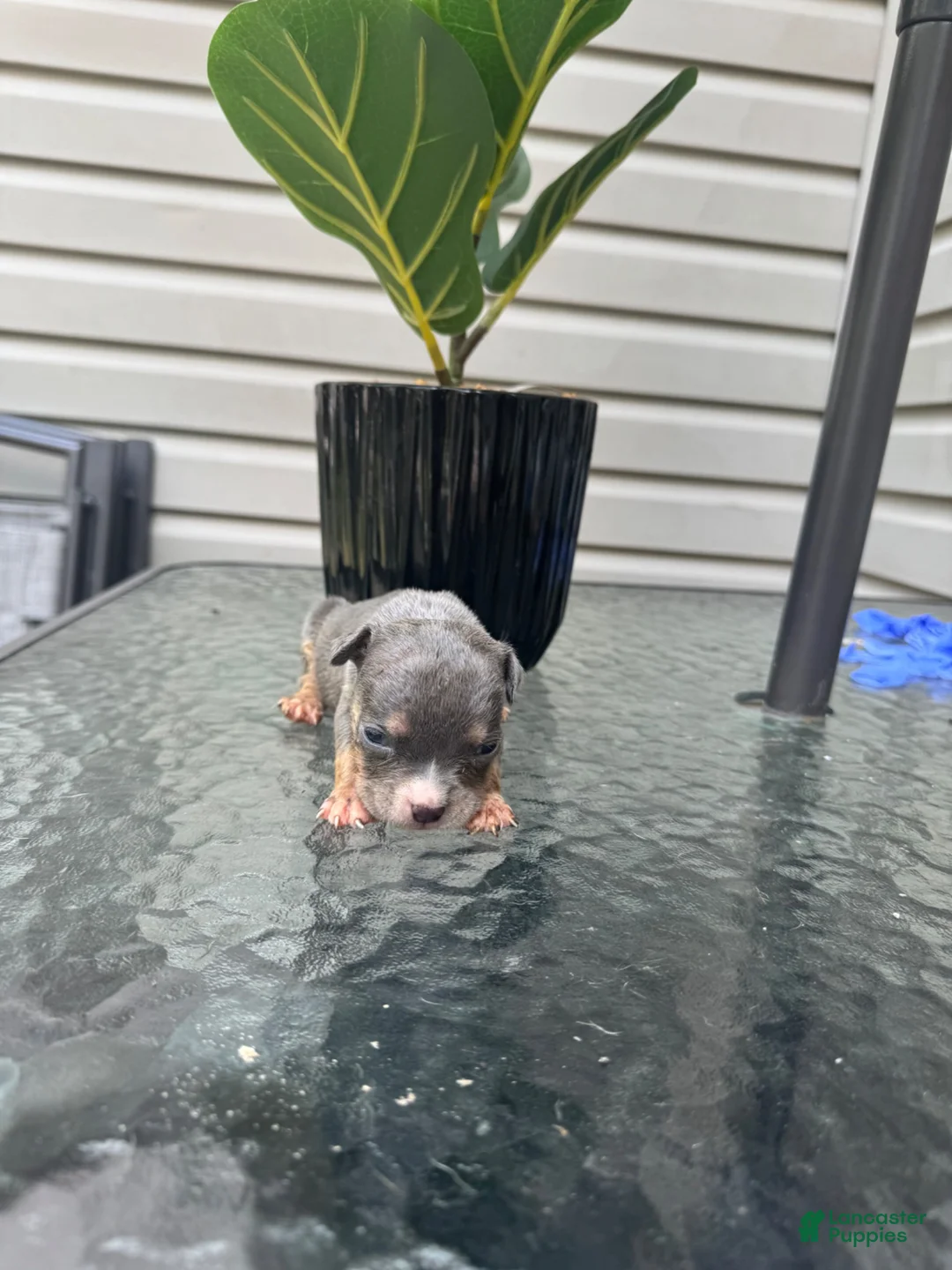 American Bully dogs for sale: American Bully 7 - Ad 2