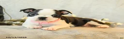 Boston Terrier dogs for sale: Mocha - Ad 4