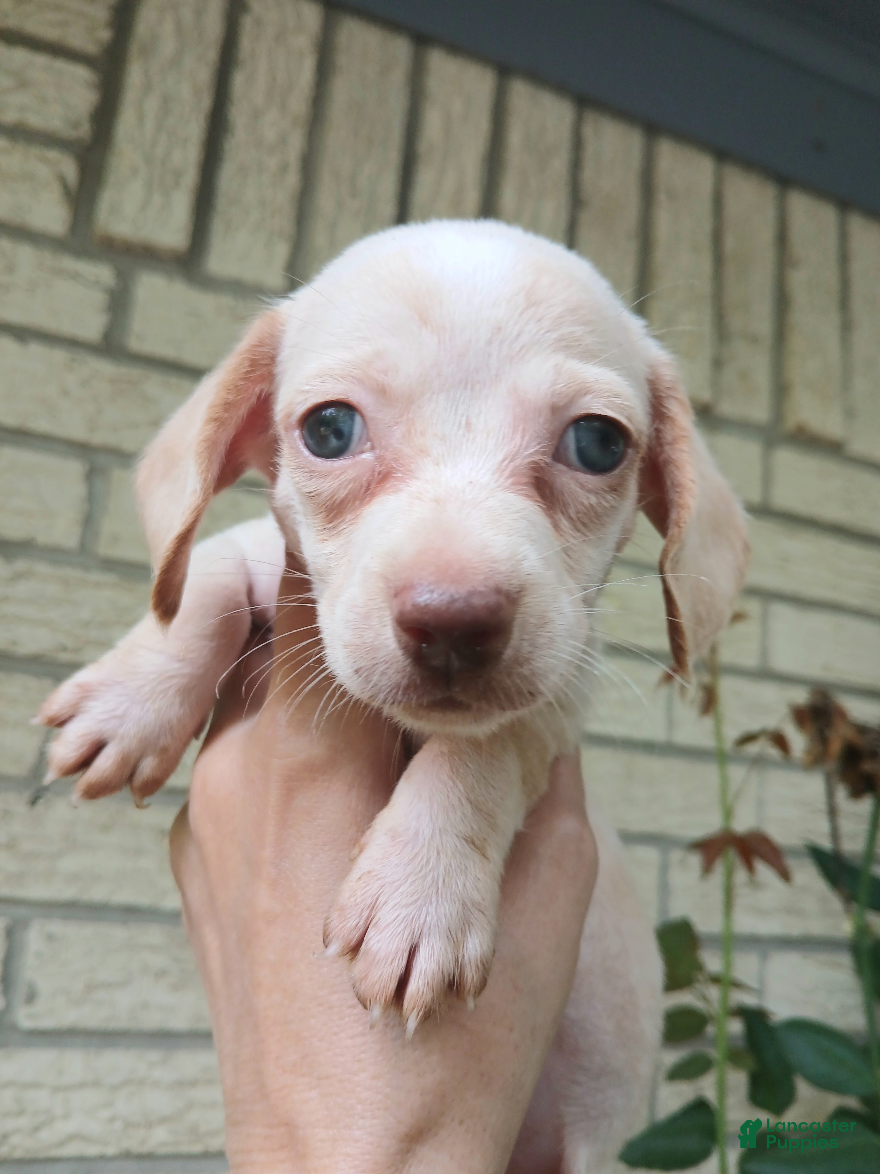 Dachshund dogs Sugar pies white girl chocolate nose. Hand delivery  - Ad 5