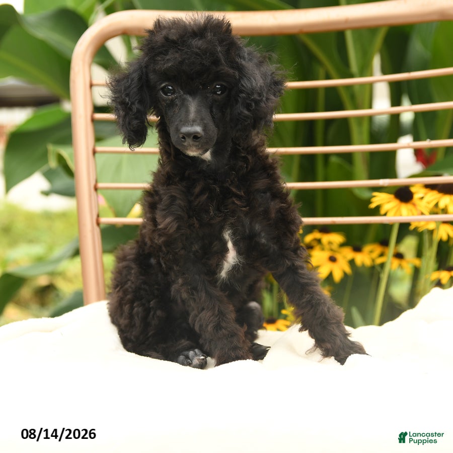 Toy Poodle dogs Quinton - Ad 1